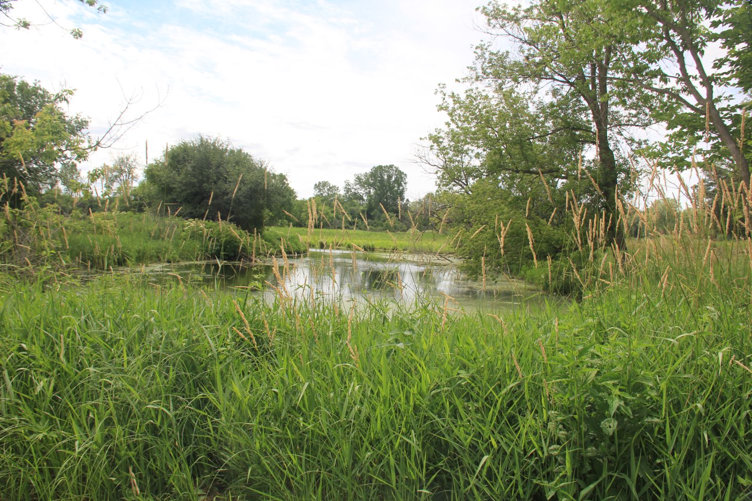 GoldFinch Trail 